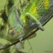 Chamelion 140409_3